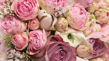 Peonies screensaver | ÑÐ²Ð°Ð´ÑÐ±Ð° | Pinterest | Windows , Peonies and I will have HD wallpaper